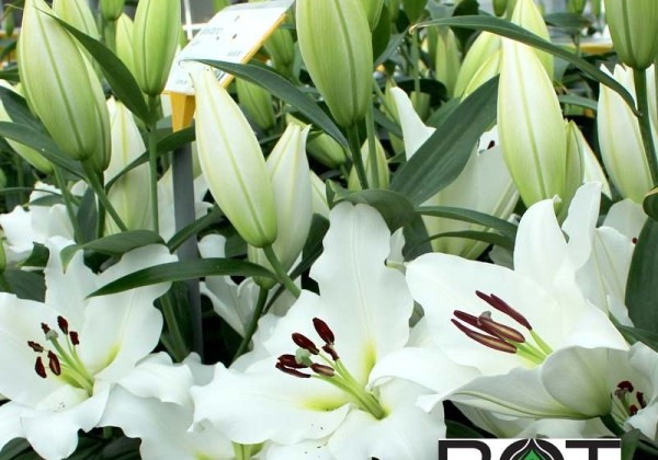 Lilium OT Vestaro