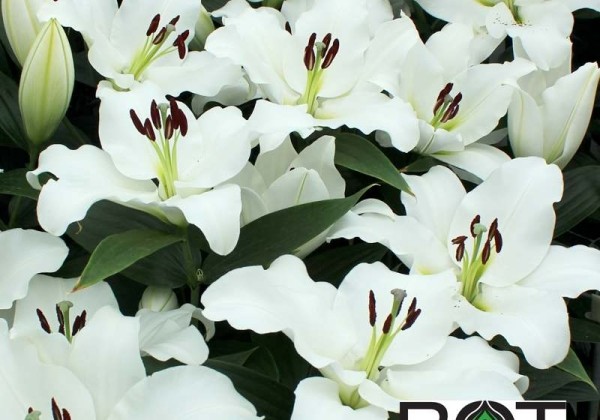 Lilium OT Vestaro