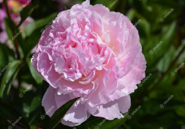 Paeonia lactiflora Albert Crousse 3/5