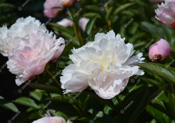 Paeonia lactiflora Albert Crousse 3/5