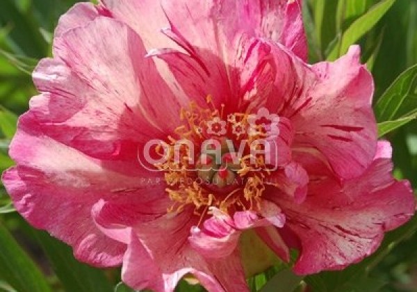 Paeonia intersectional Anderson's Kaleidoscope 3/5
