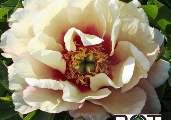 Paeonia intersectional Callies Memory 3/5