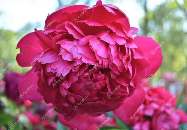 Paeonia hybride Command Performance 3/5