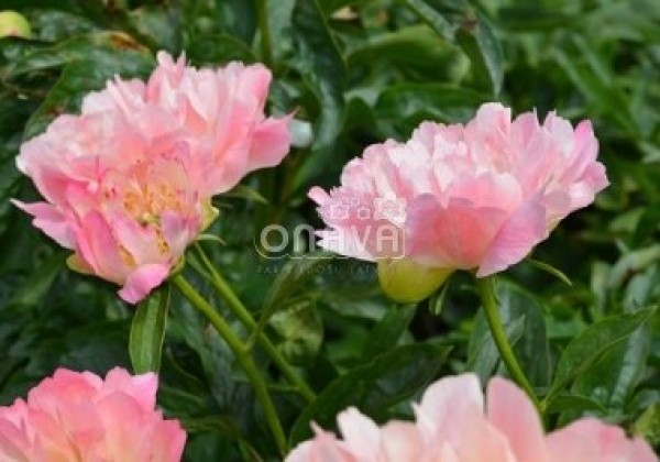 Paeonia hybride Coral Sunset 2/3