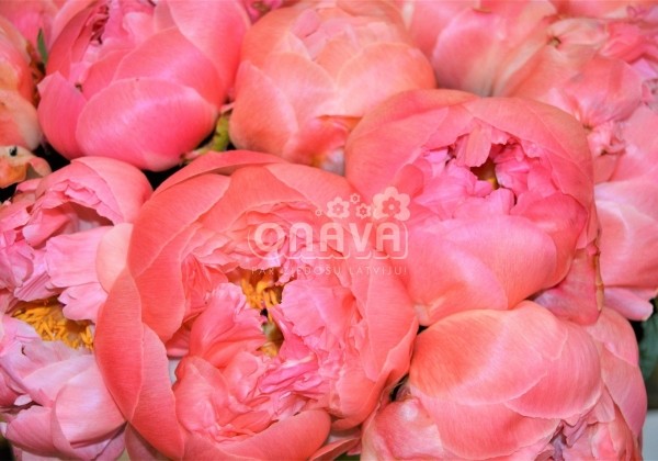 Paeonia hybride Coral Sunset 2/3