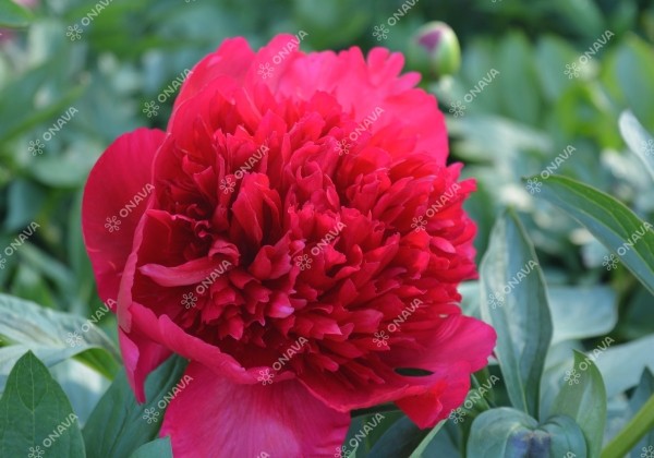 Paeonia hybride Diana Parks 2/3