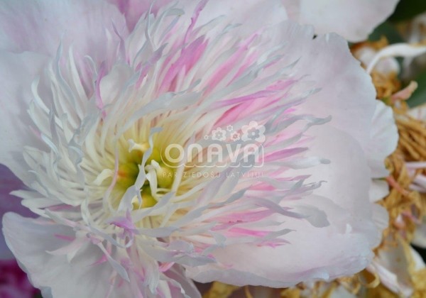 Paeonia lactiflora Do Tell 3/5