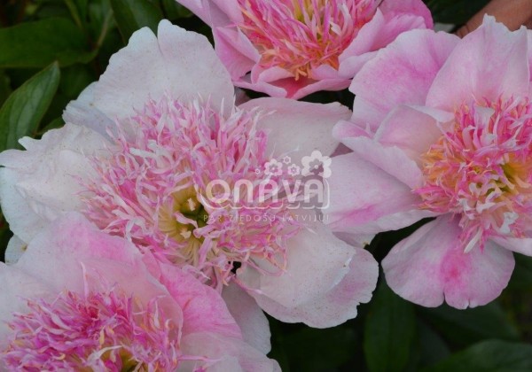 Paeonia lactiflora Do Tell 3/5