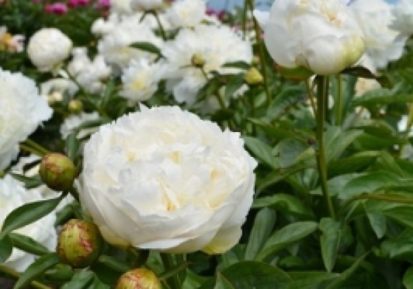 Paeonia lactiflora Elsa Sass 3/5