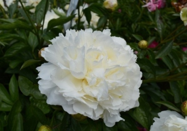 Paeonia lactiflora Elsa Sass 3/5