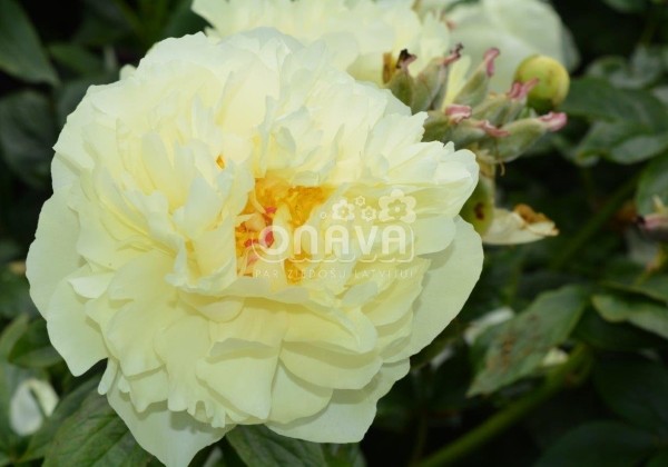 Paeonia hybride Lemon Chiffon 3/5