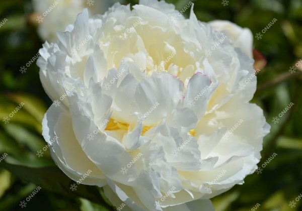 Paeonia lactiflora Mary E. Nicholls 4/6