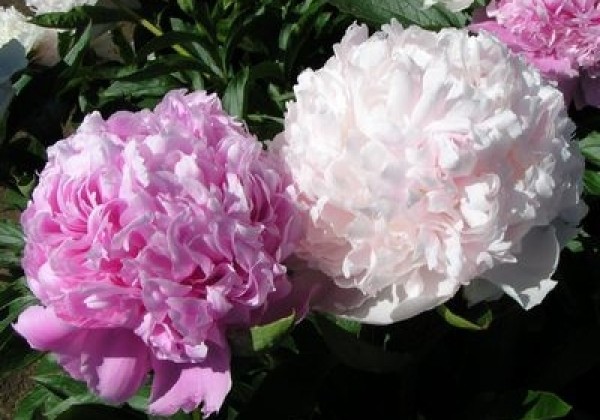 Paeonia lactiflora Mister Ed 3/5
