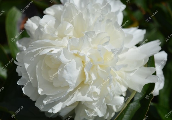 Paeonia hybride Moon Over Barrington 2/3