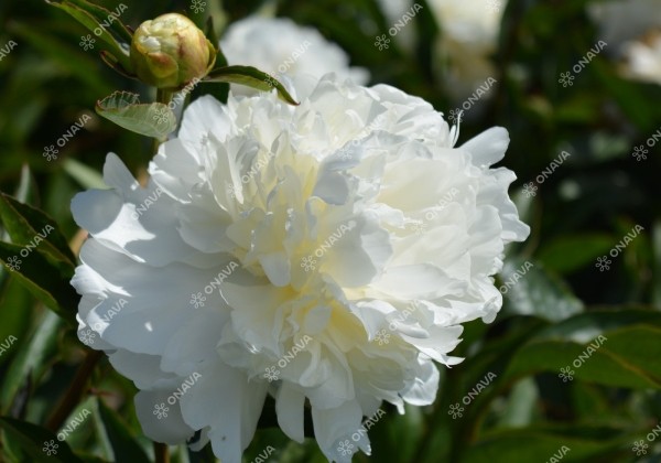 Paeonia hybride Moon Over Barrington 2/3
