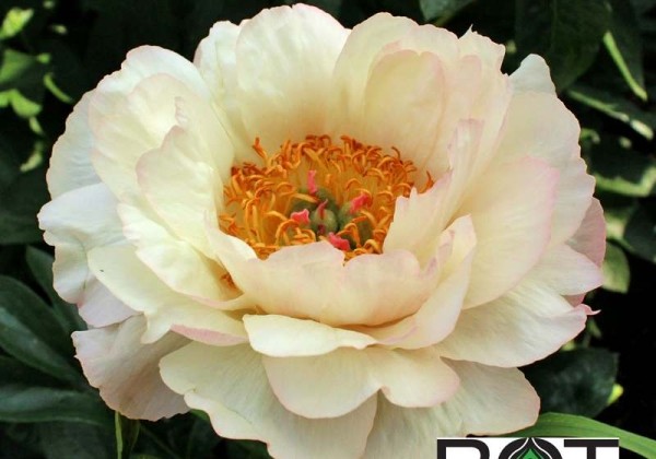 Paeonia hybride Kingsday 3/5