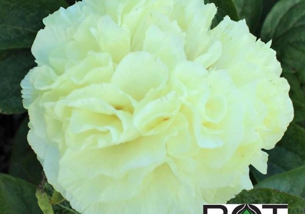Paeonia hybride Sunny Boy 3/5