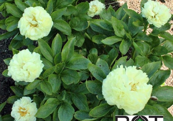 Paeonia hybride Sunny Boy 3/5