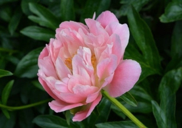 Paeonia hybride Pink Hawaiian Coral 3/5