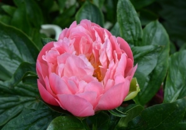 Paeonia hybride Pink Hawaiian Coral 3/5