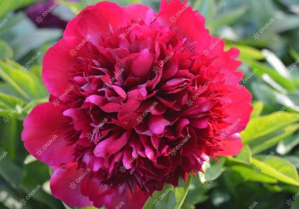 Paeonia hybride Red Grace 3/5
