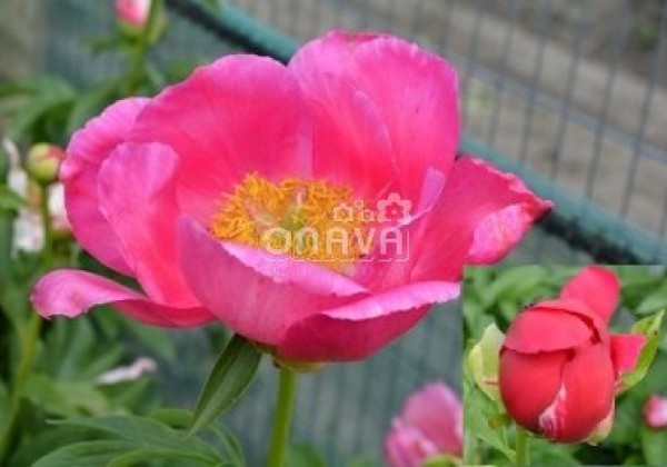 Paeonia hybride Scarlet o'Hara 3/5