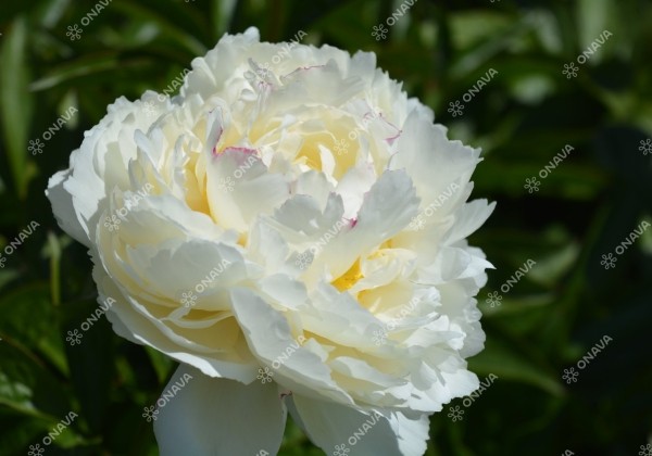 Paeonia lactiflora Snow Mountain 3/5