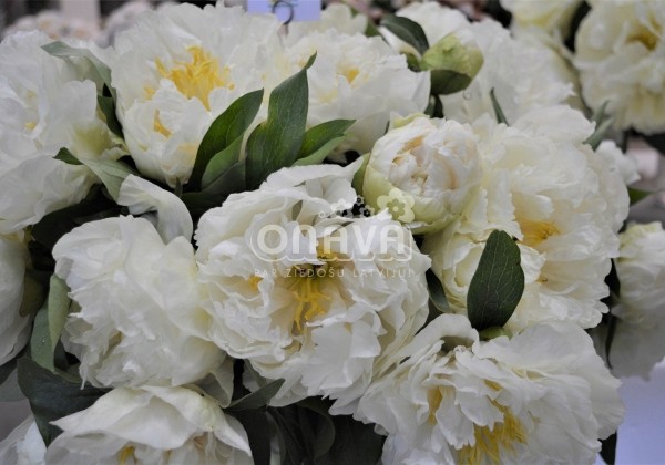 Paeonia hybride Sunny Girl 3/5