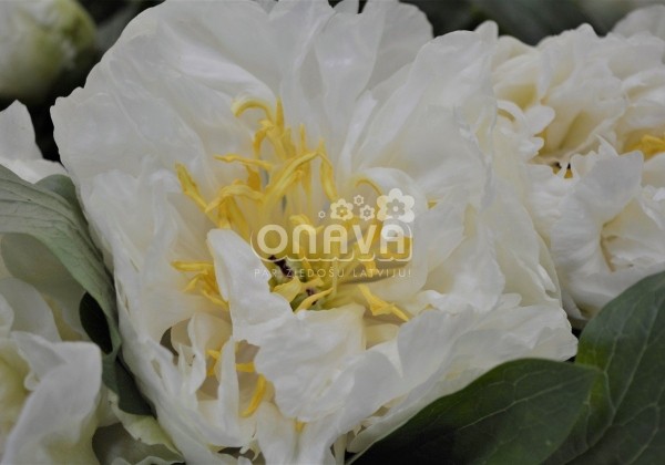 Paeonia hybride Sunny Girl 3/5