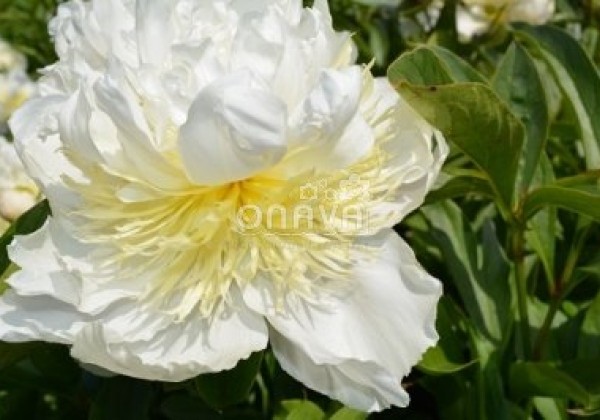 Paeonia lactiflora Top Brass 3/5