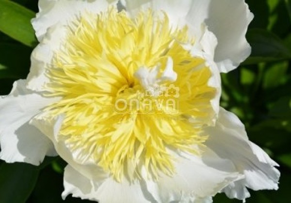 Paeonia lactiflora Top Brass 3/5
