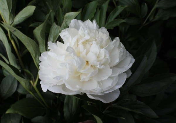 Paeonia lactiflora Mother's Day 3/5