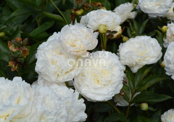 Paeonia lactiflora Omeo Snow 3/5