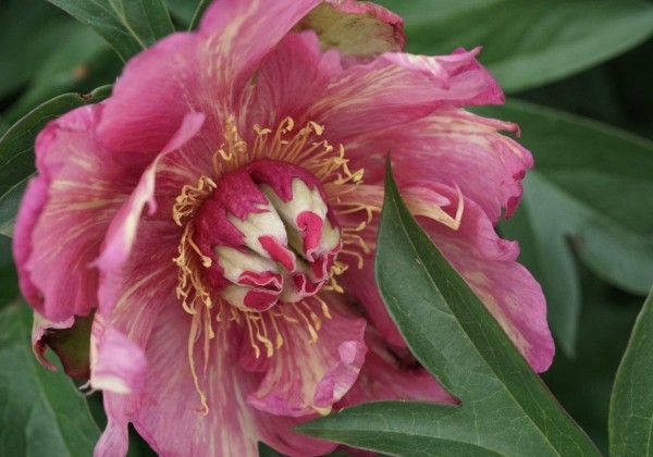 Paeonia intersectional Out of Control 3/5