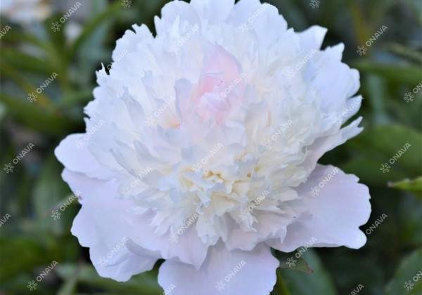 Paeonia lactiflora Alertie 3/5
