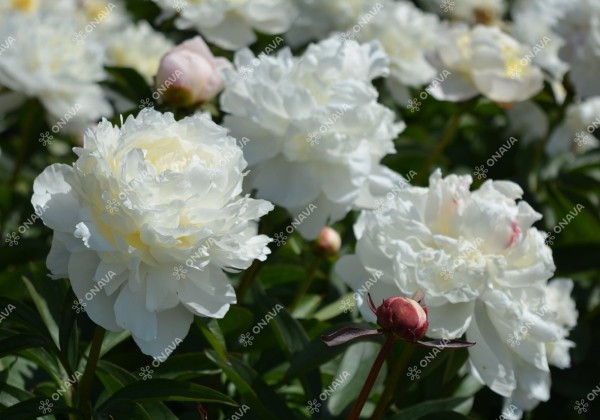 Paeonia lactiflora Amalia Olson 3/5