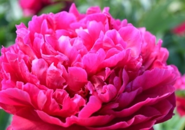 Paeonia lactiflora Avis Varner 3/5