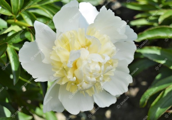 Paeonia lactiflora Bridal Shower 3/5