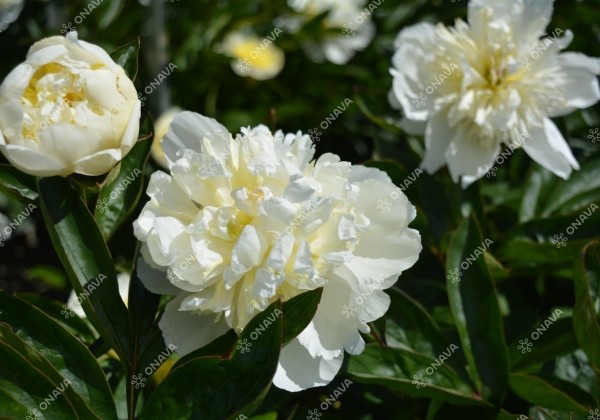 Paeonia lactiflora Bridal Shower 3/5