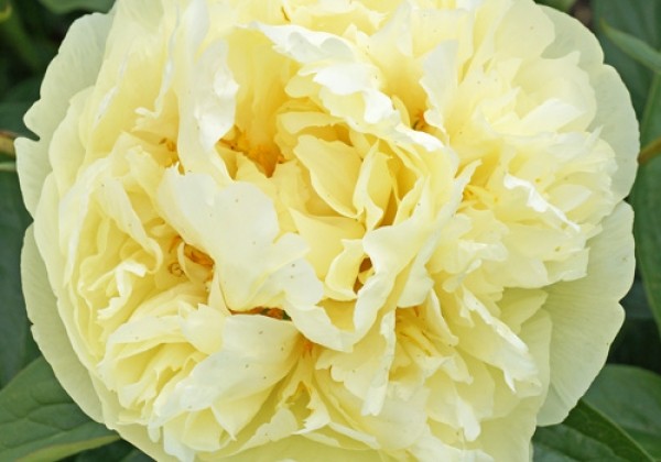 Paeonia hybride Seidl's Super 3/5