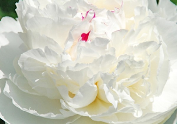 Paeonia lactiflora Silver Slippers 3/5