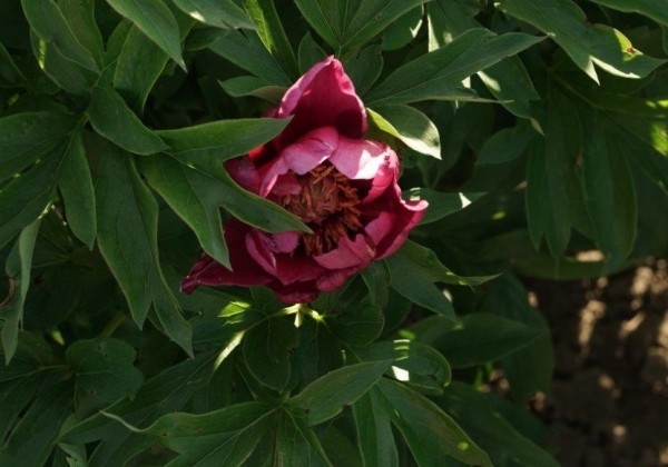 Paeonia intersectional Simply Surreal 3/5