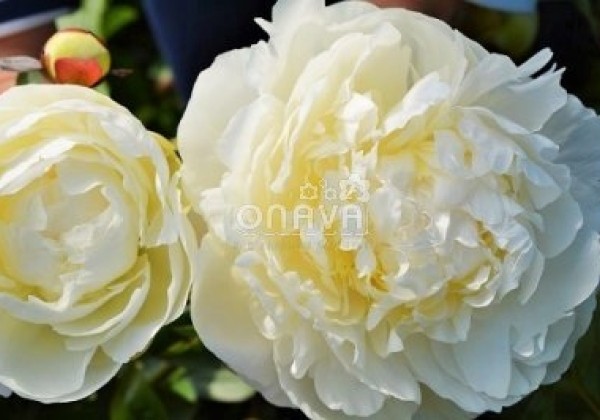 Paeonia lactiflora Dr. F.G. Brethour 3/5