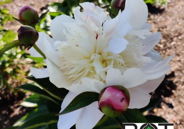 Paeonia hybride Tecumseh 4/6