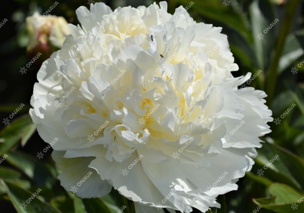 Paeonia lactiflora Ivory Victory 3/5