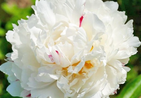 Paeonia lactiflora White Lullaby 3/5