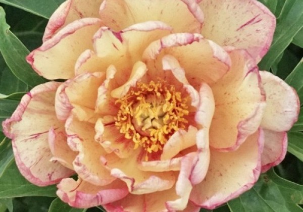 Paeonia intersectional Little Edgy 3/5