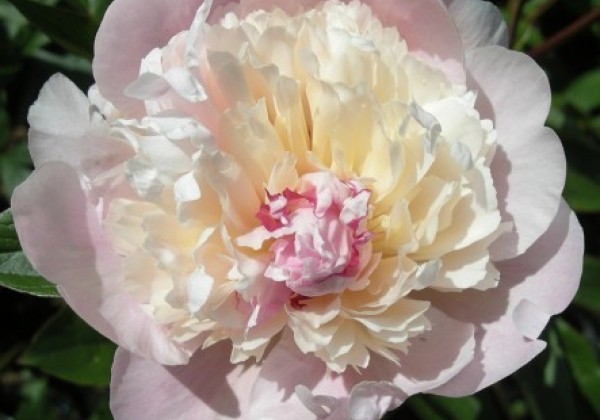 Paeonia lactiflora Madame Calot 3/5