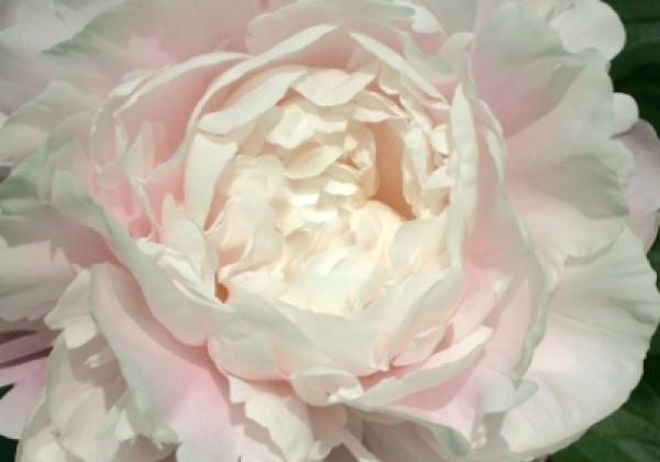 Paeonia lactiflora Nancy Nicholls 3/5