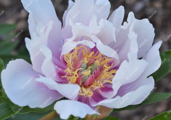 Paeonia intersectional Sonoma Opal 3/5